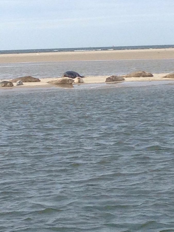 Zeehonden bij Terschelling