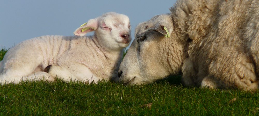 Schapen op de dijk