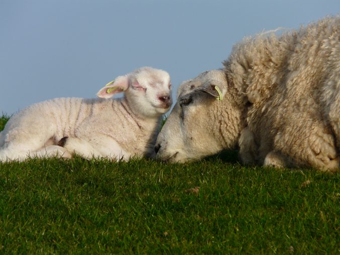 Schapen op de dijk