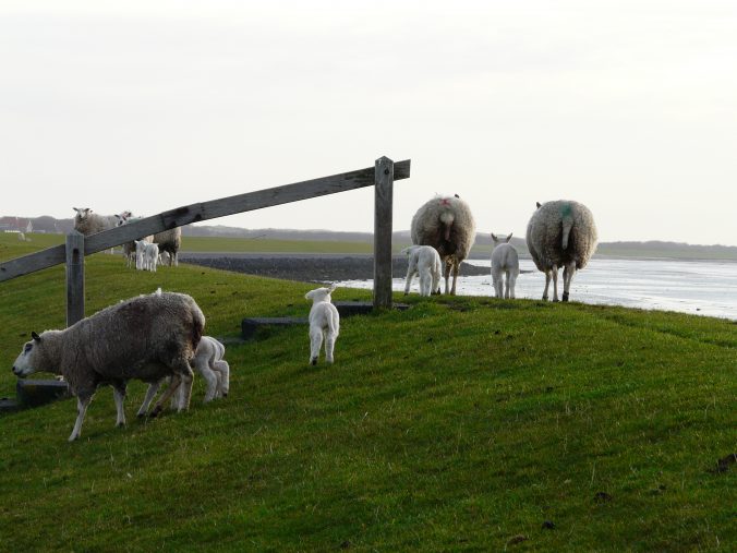 Schaapjes op de dijk bij Hoorn, Terschelling