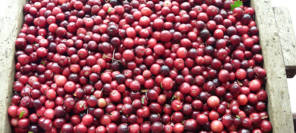 cranberries